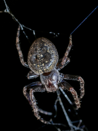 Walnut Orbweaver