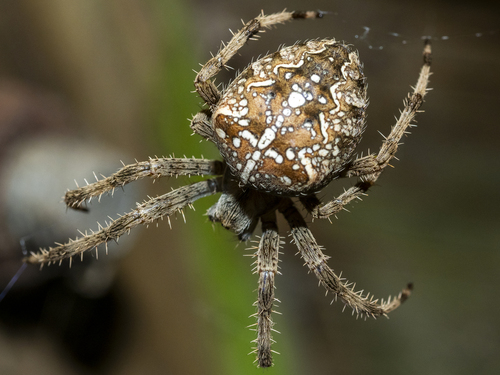 Cross Orbweaver