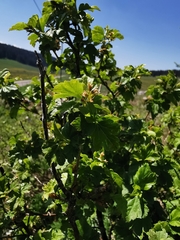 Ribes alpinum