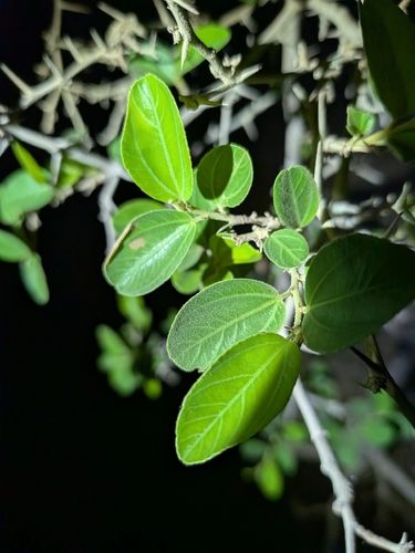 Ziziphus spina-christi