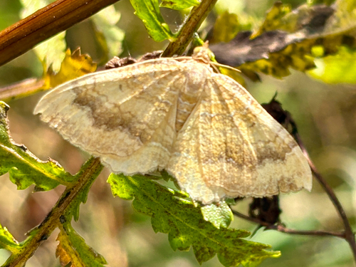 Yellow Shell Moth