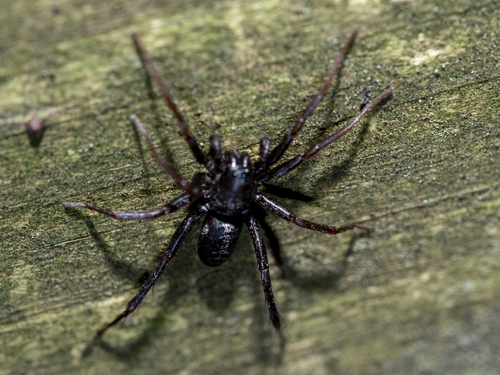 Castianeira badia