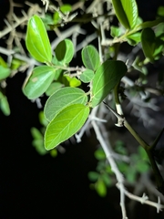 Ziziphus spina-christi, photograph (c) Theo Busschau, some rights reserved (CC BY)
