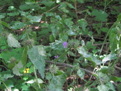 Neoerysiphe galeopsidis