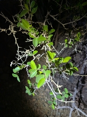 Ziziphus spina-christi, photograph (c) Theo Busschau, some rights reserved (CC BY)