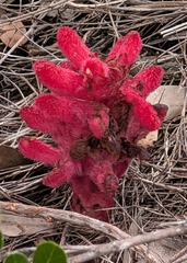 Hyobanche sanguinea
