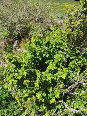 Ribes alpinum