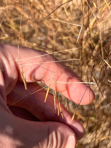 Aristida tuberculosa, 2026-09-13