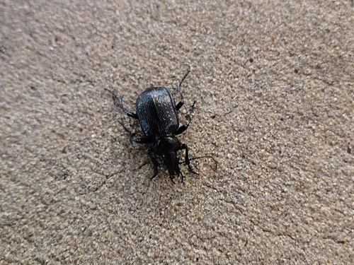 Black Caterpillar Hunter