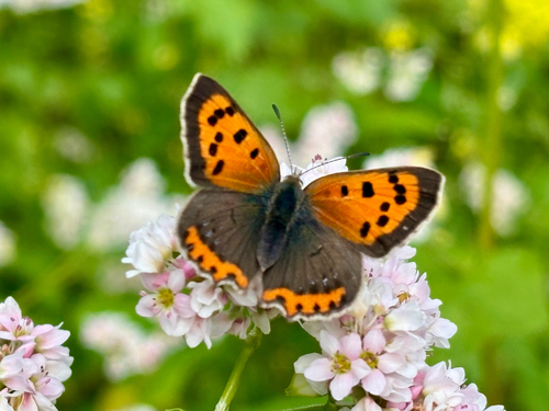 Small Copper
