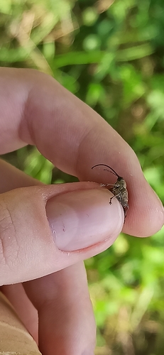 acorn weevil