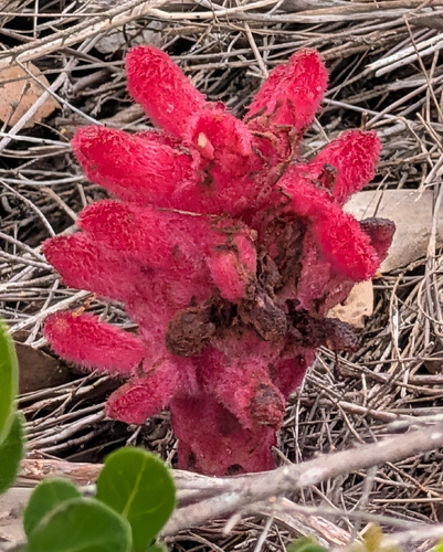 Hyobanche sanguinea, photograph 2
