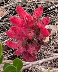 Hyobanche sanguinea, photograph (c) Jessica Utrup, some rights reserved (CC BY)