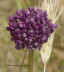 Allium