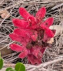 Hyobanche sanguinea, photograph (c) Jessica Utrup, some rights reserved (CC BY)