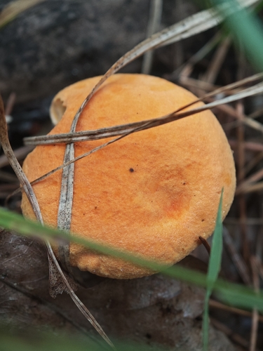 False Chanterelle