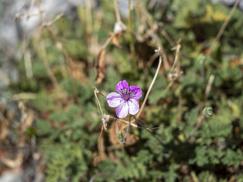Erodium glandulosum, photograph 1