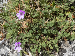 Erodium glandulosum