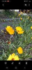 Coreopsis