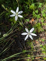 Milla biflora, photograph (c) Zihao Wang, some rights reserved (CC BY)