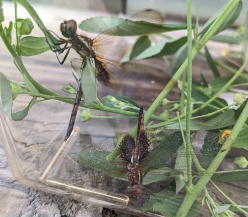 Hyacinth Glider