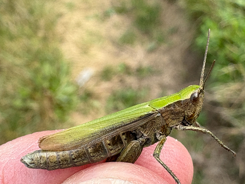 Steppe Grasshopper