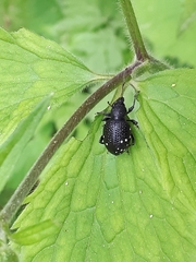 Otiorhynchus gemmatus