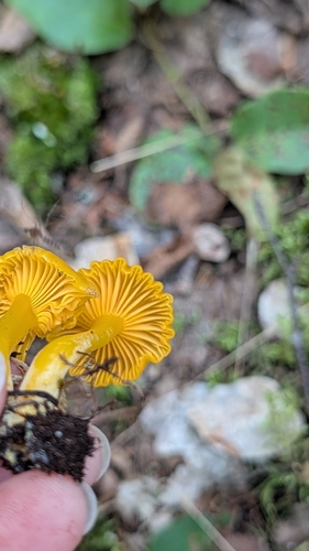 shining waxcap