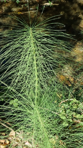great horsetail
