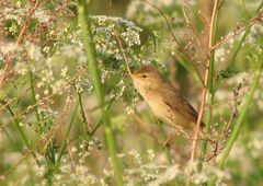 Acrocephalus scirpaceus