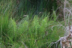 Thelypteris confluens