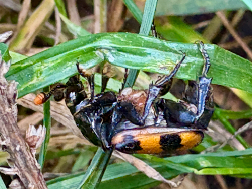 Nicrophorus interruptus