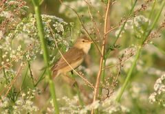 Acrocephalus scirpaceus