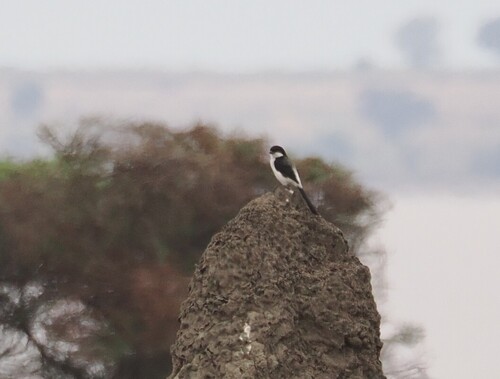 iNaturalist image