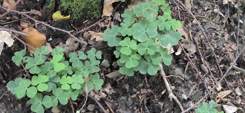 European wood-sorrel