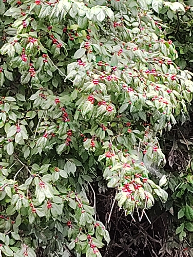 Amur honeysuckle