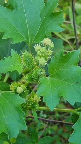 rough cocklebur