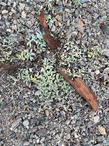 Oysterplant