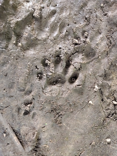 Common Raccoon