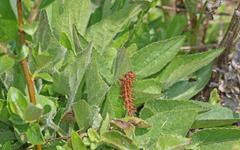 Argynnis adippe