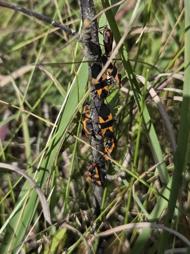 Large Milkweed Bug