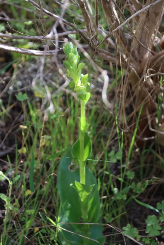 Satyrium odorum, photograph 6