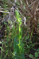 Satyrium odorum, photograph (c) Tony Rebelo, some rights reserved (CC BY-SA)