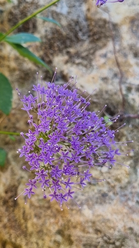 Throatwort