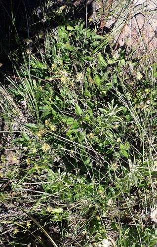 Knowltonia vesicatoria, photograph 3