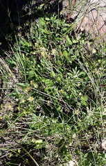 Knowltonia vesicatoria, photograph (c) Nicola van Berkel, some rights reserved (CC BY-SA)