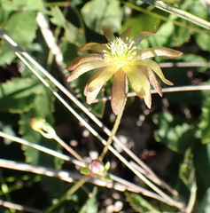 Knowltonia vesicatoria, photograph (c) Nicola van Berkel, some rights reserved (CC BY-SA)