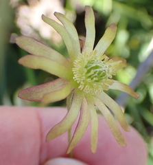 Knowltonia vesicatoria, photograph (c) Nicola van Berkel, some rights reserved (CC BY-SA)