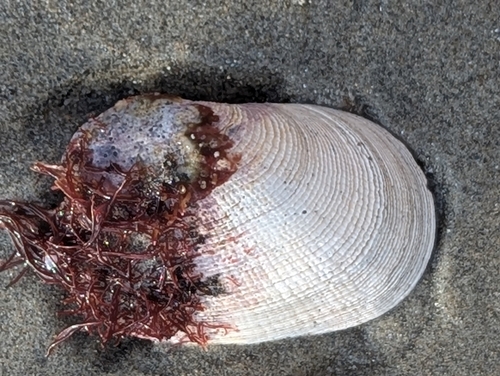 Platyodon cancellatus observed 2026-09-12