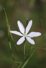 Milla biflora